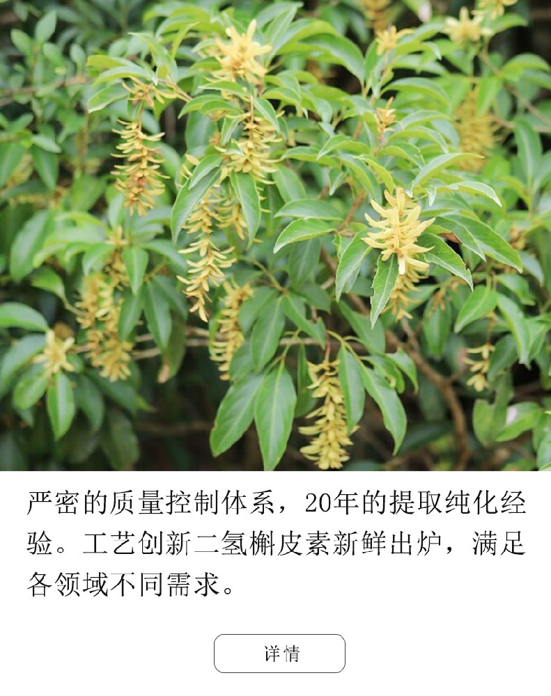 二氫槲皮素